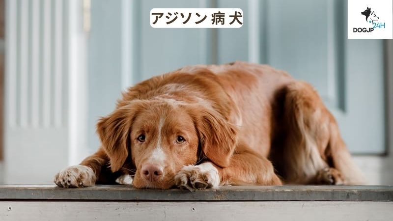 アジソン 病 犬