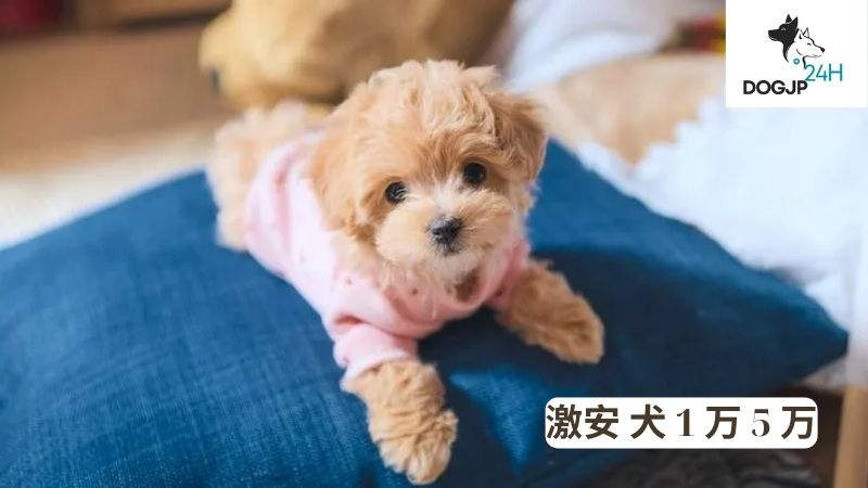 激安 犬 1 万 5 万