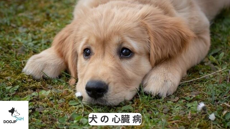 犬 の 心臓 病