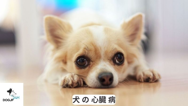 犬 の 心臓 病