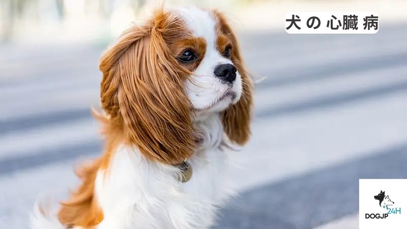 犬 の 心臓 病