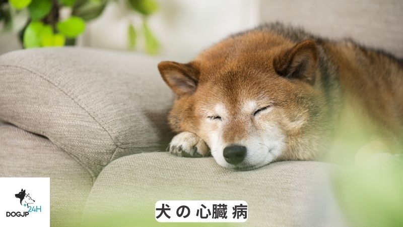 犬 の 心臓 病