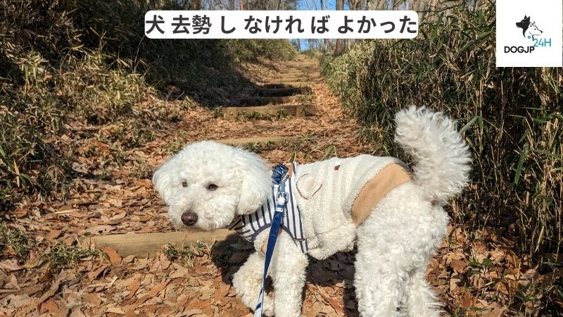 犬 去勢 し なけれ ば よかった