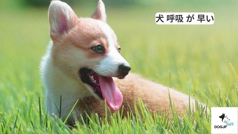 犬 呼吸 が 早い