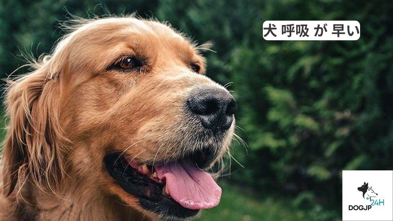 犬 呼吸 が 早い