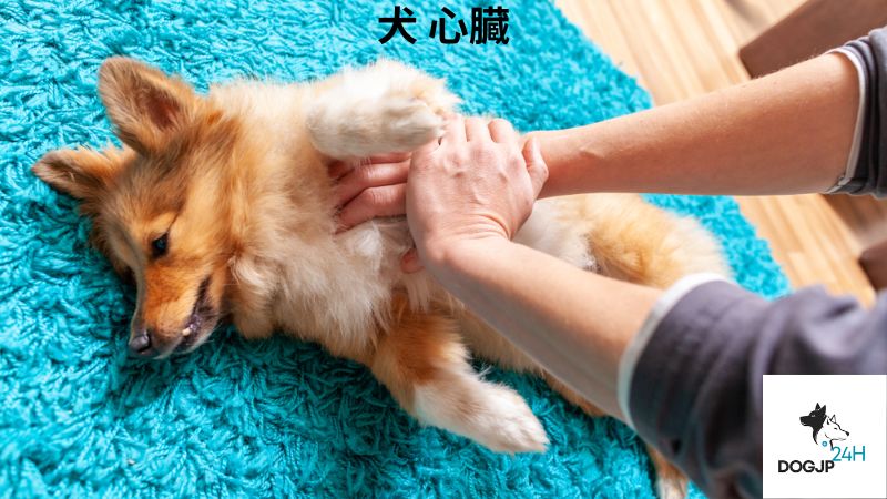 犬 心臓 