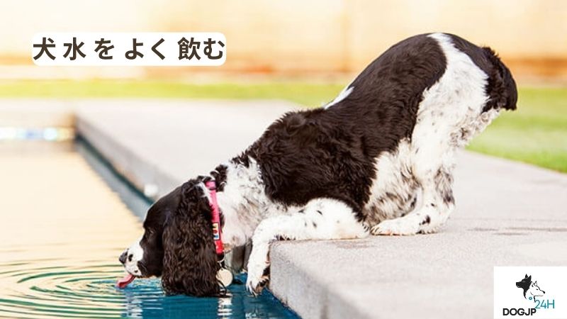 犬 水 を よく 飲む