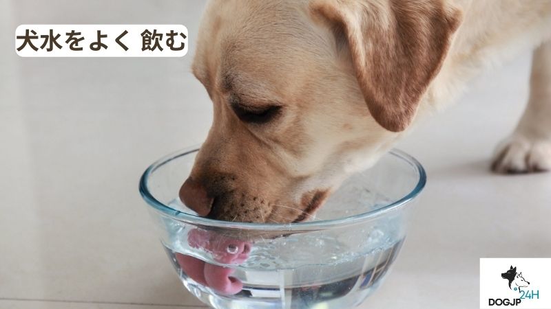 犬 水 を よく 飲む