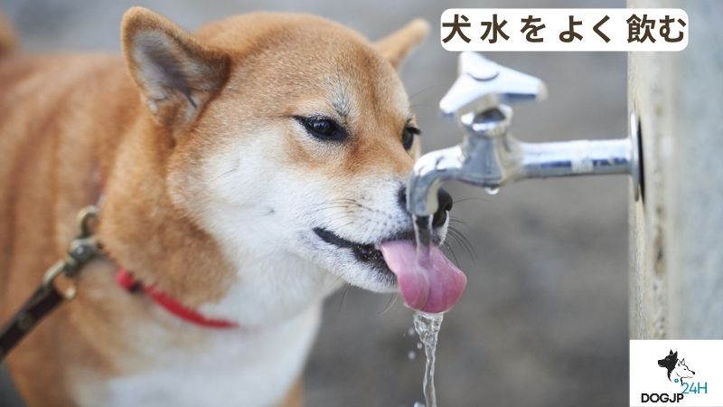 犬 水 を よく 飲む