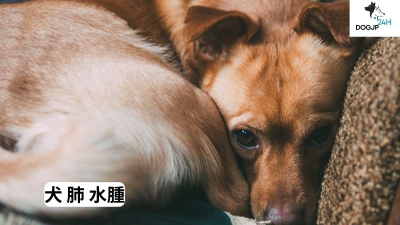 犬 肺 水腫