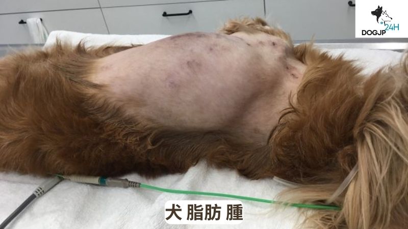 犬 脂肪 腫