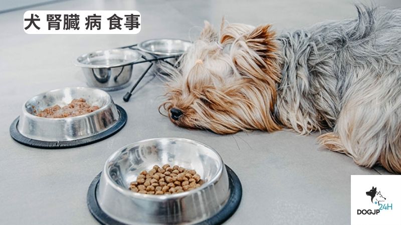 犬 腎臓 病 食事