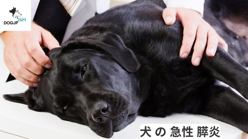 犬 の 急性 膵炎