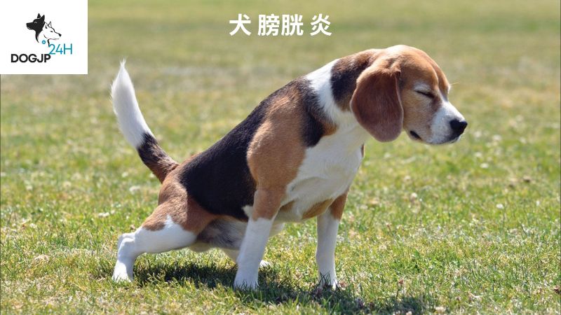 犬 膀胱 炎