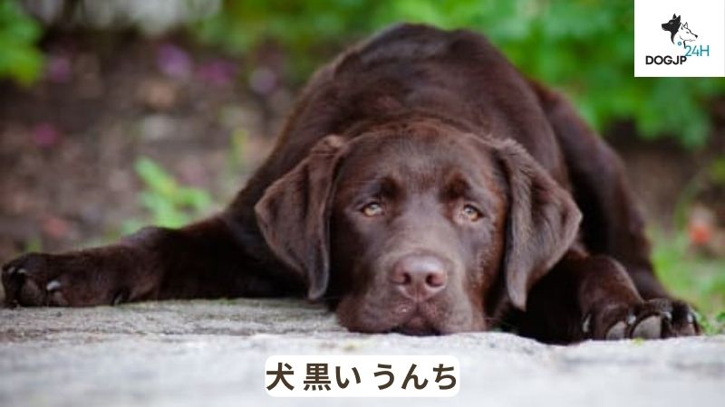 犬 黒い うんち