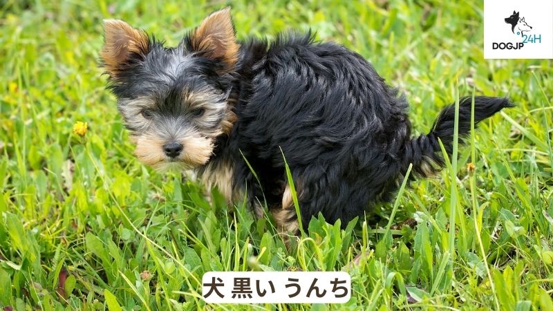 犬 黒い うんち