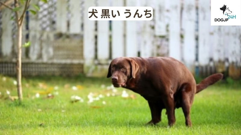 犬 黒い うんち