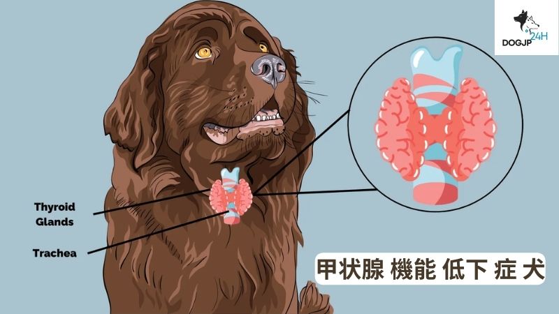 甲状腺 機能 低下 症 犬