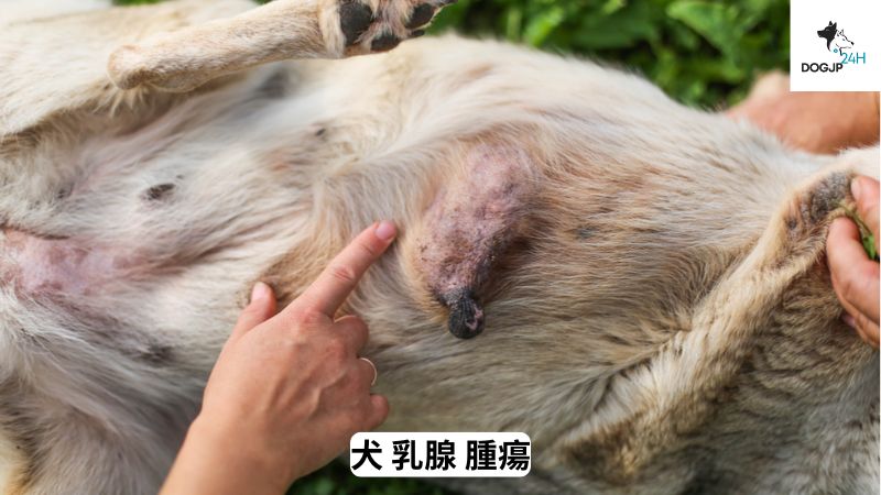 犬 乳腺 腫瘍